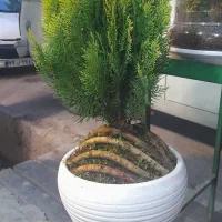 انواع گل های آپارتمانی