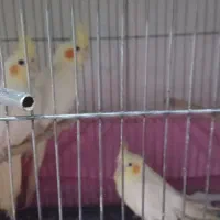 عروس