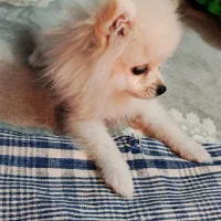 پامر عروسکی|سگ|شاهرود, |دیوار