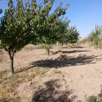 فروش باغ به متراژ ۲۰۰۰متر فنس کشی با آب کافی|فروش زمین و ملک کلنگی|دهگلان, |دیوار