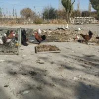 فروش مرغ محلی و تخم مرغ محلی و اردک و تخم اردک|حیوانات مزرعه|نقده, |دیوار