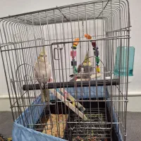 عروس هلندی  دستی