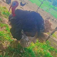 بوقلمون نر|حیوانات مزرعه|چرداول, |دیوار