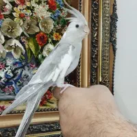عروس هلندی رام احتمالا ماده|پرنده|کرمانشاه, |دیوار