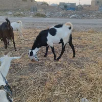 تکه جوان و سالم