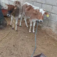 ۲راس گوساله ماده محلی|حیوانات مزرعه|پلدختر, |دیوار