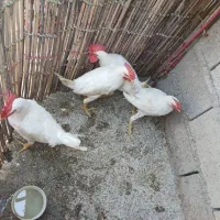 خروس