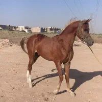 باسلام اسب نریون|اسب و تجهیزات اسب‌سواری|اهواز, کوی مهدیس|دیوار