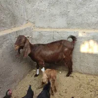 بز پاکستانی زاییده