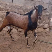 نری سومال اشکالی مخصوص داشت