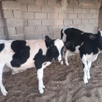 گوساله|حیوانات مزرعه|قاسمآباد (خواف), |دیوار