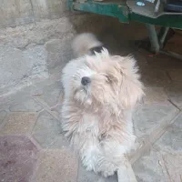 سگ پاکوتاه نرنژادشیتسو