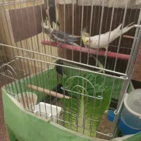 عروس هلندی نر و ماده با ۳ جوجه ۳ ماهه دونه خور