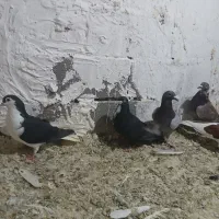 کبوتر پرشی|پرنده|دماوند, دماوند|دیوار