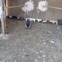 دو پرنده پرشتی|پرنده|خرمآباد, |دیوار