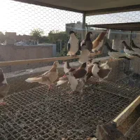 کبوتر خوشرنگ از جوجه تازه دانخور تا مولد|پرنده|لنجان, |دیوار