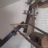 فروش فنچ سیلور با یک جفت عروس هلندی