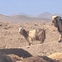 میس بز|حیوانات مزرعه|شهرکرد, |دیوار
