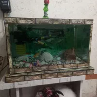 آکواریوم|ماهی|رشت, کوی فکوری|دیوار