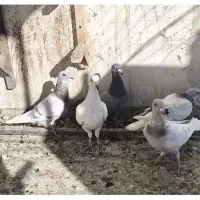 6تا جوجه پلاکی غوره ای|پرنده|شیراز, شهرک مهدیه|دیوار