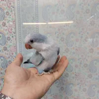 جوجه طوطی راهب