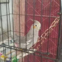 عروس هلندی