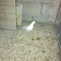 نرسفید کاردرست