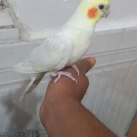 عروس هلندی مولد فوری