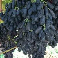 بهترین نهال انگور خارجی در نهالستان غرب|خدمات باغبانی و درختکاری|پردیس, واصفجان|دیوار