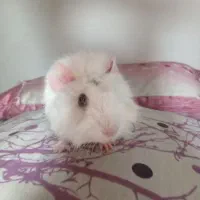 خوکچه هندی یا همستر|موش و خرگوش|مشهد, مشهدقلی|دیوار