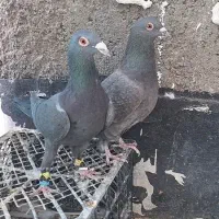 ماده پلاکی و سینه سفید|پرنده|شیراز, شهرک گلستان|دیوار