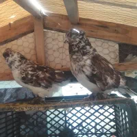 کبوتر کاکلی وپاپر