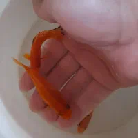 ماهی گوپی ومولی.وسایل وتجهیزات آکواریوم.غذارایگان|ماهی|اصفهان, پینارت|دیوار