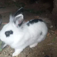 خرگوش|موش و خرگوش|زاهدان, |دیوار