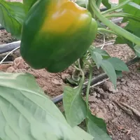 استخدام نیروی آقا کارگر ساده ترجیحا اتباع با مجوز|استخدام صنعتی، فنی، مهندسی|گلپایگان, |دیوار