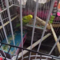 مرغ عشق فروشی|پرنده|ایرانشهر, |دیوار