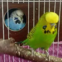 مرغ عشق انگلیسی مولد