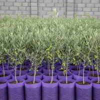 ارسال فوری نهال زیتون با قیمت ویژه و تخفیف