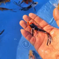 رنگین کمان کوی چرم و باتر فلای|ماهی|رشت, ترمینال|دیوار