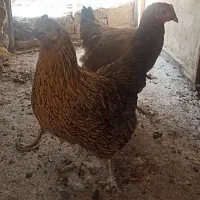 مرغ تخم گذار جوان