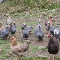 شاخدار نر ماده سالم سر حال|حیوانات مزرعه|ماکلوان, |دیوار