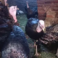 فروش بوقلمون گوشتی