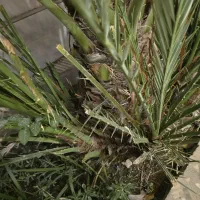 دمیت برحی|گل و گیاه طبیعی|بندر دیر, |دیوار