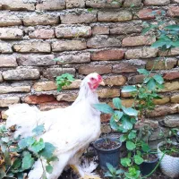 خروس و مرغ برهما اصل|حیوانات مزرعه|گنبد کاووس, |دیوار