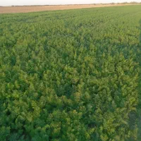 سبزی شوید و گشنیز|خوردنی و آشامیدنی|سیمین شهر, |دیوار