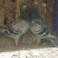 کفتر|پرنده|قم, یزدان‌شهر|دیوار