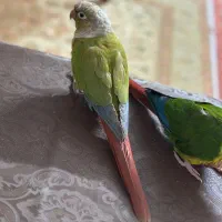 طوطی گرینچیک|پرنده|تهران, جوادیه تهرانپارس|دیوار