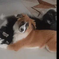 واگذار سگ ۵ ماهه