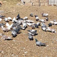 کبوتر پرشی|پرنده|خسروشاه, |دیوار