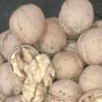 گردودرجه یک